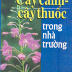 Cay canh cay thuoc trong nha truong