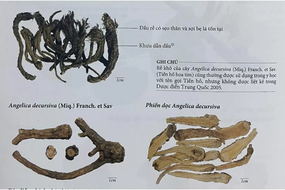 Dược liệu Tiền hồ