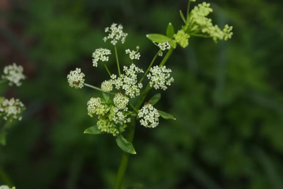Loài Peucedanum praeruptorum Dunn (Tiền hồ), họ Cần (Apiaceae).
